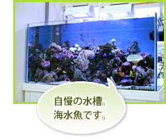 自慢の水槽。